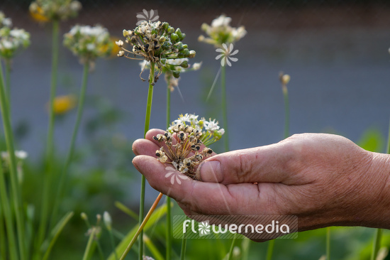 Allium tuberosum - Chinese chives (107048)