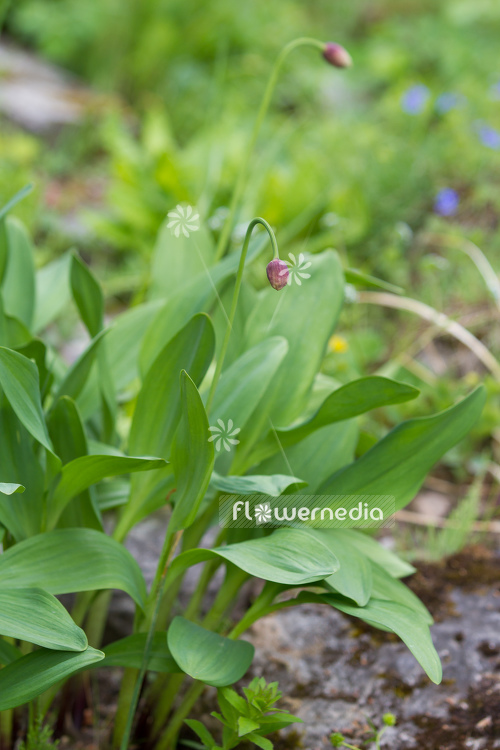 Allium victorialis - Alpine leek (107068)