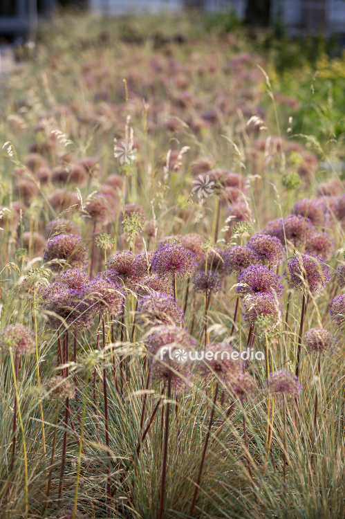Allium with grasses (112906)