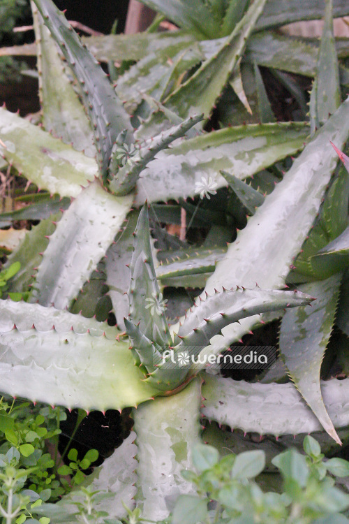 Aloe ferox - Cape Aloe (102367)