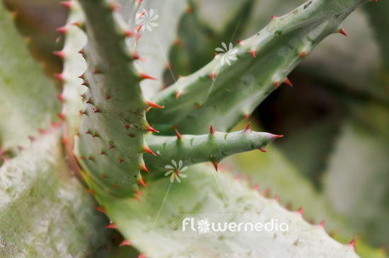 Aloe ferox - Cape Aloe (102368)