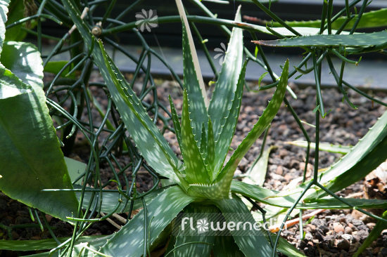 Aloe graminicola - Aloe (108991)