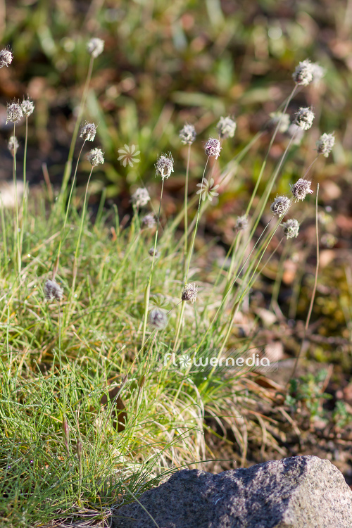 Alopecurus magellanicus - Foxtail grass (109007)