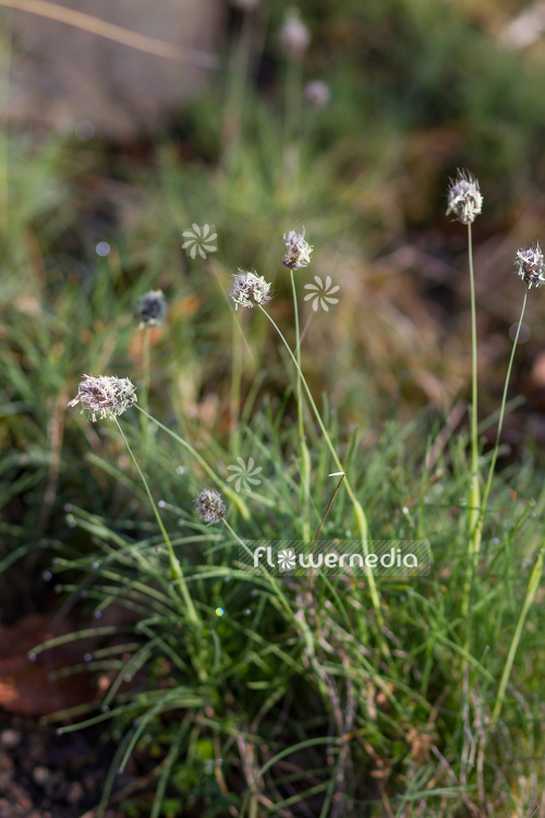 Alopecurus magellanicus - Foxtail grass (109008)