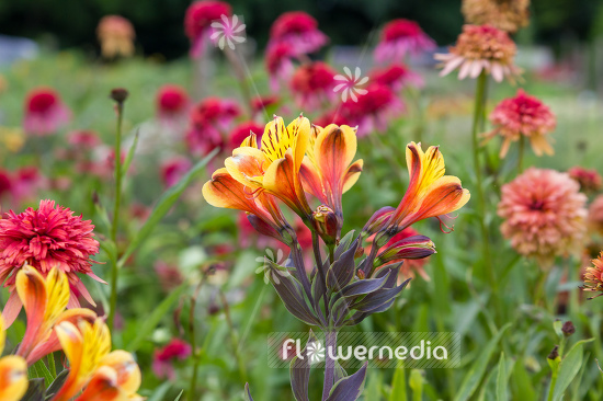 Alstroemeria (109508)