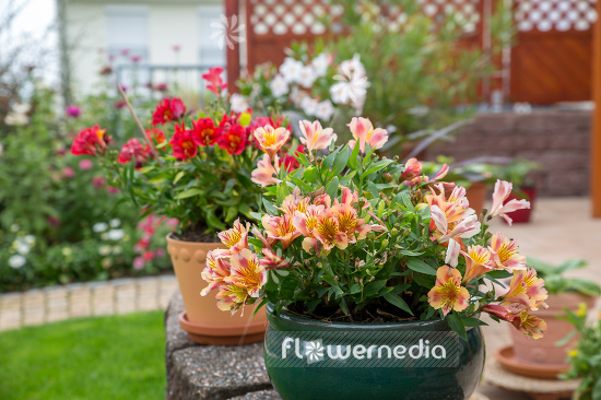 Alstroemeria (109511)