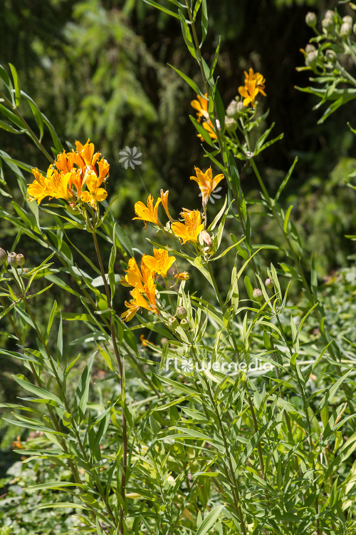 Alstroemeria aurea - Golden alstromeria (109014)