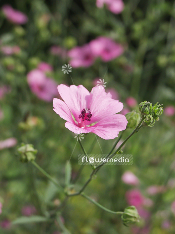 Althaea cannabina - Hemp marsh mallow (108453)