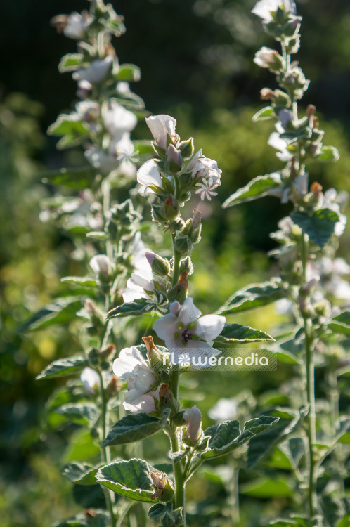 Althaea officinalis - Marsh mallow (109022)