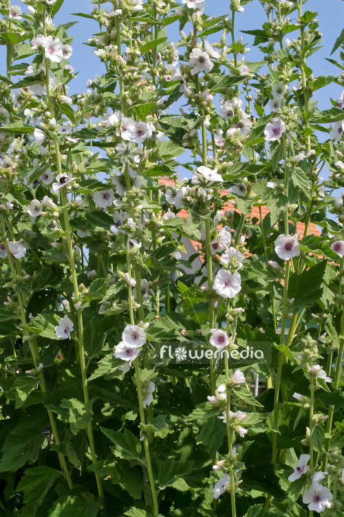 Althaea officinalis - Marsh mallow (109027)