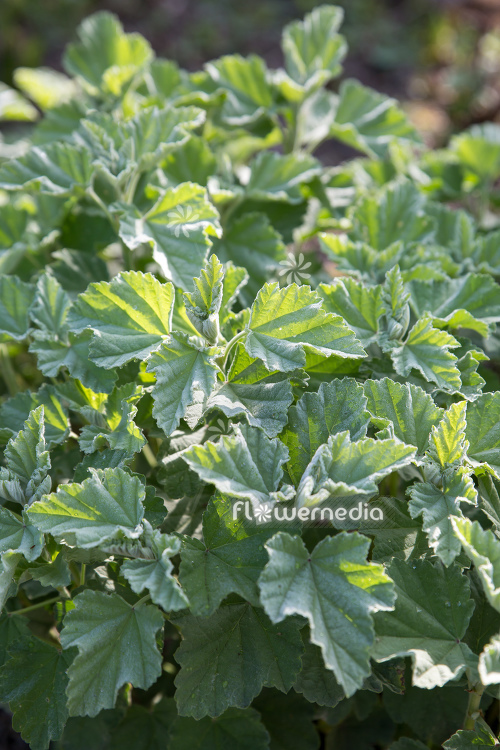 Althaea officinalis - Marsh mallow (112022)