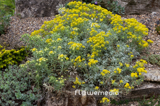 Alyssum serpyllifolium - Gold dust (109033)