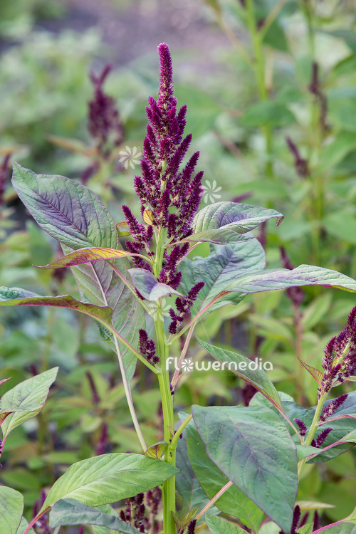 Amaranthus cruentus - Purple amaranth (112028)