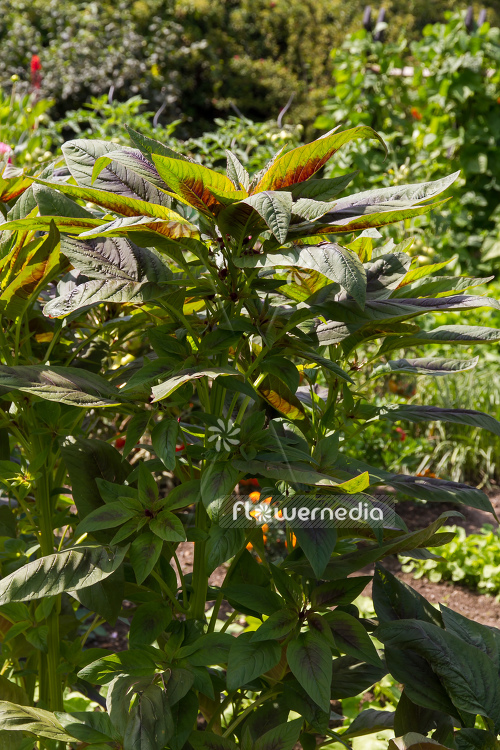 Amaranthus tricolor 'Hon Sin Red' - Edible amaranth (109049)