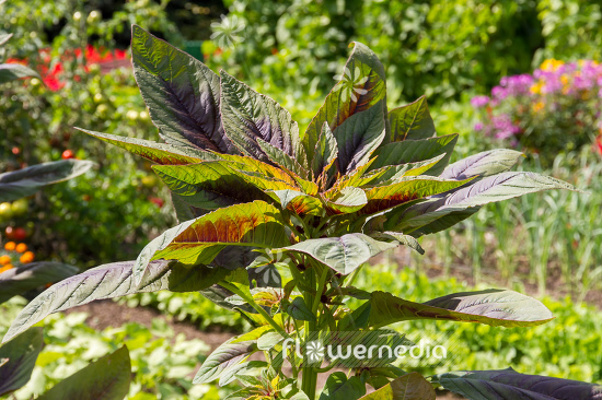 Amaranthus tricolor 'Hon Sin Red' - Edible amaranth (109528)