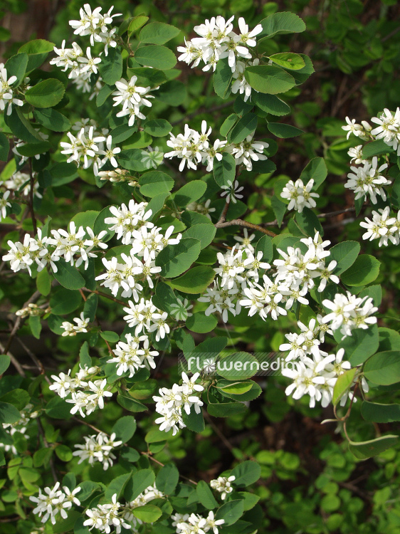 Amelanchier alnifolia - Alder-leaved serviceberry (100208)