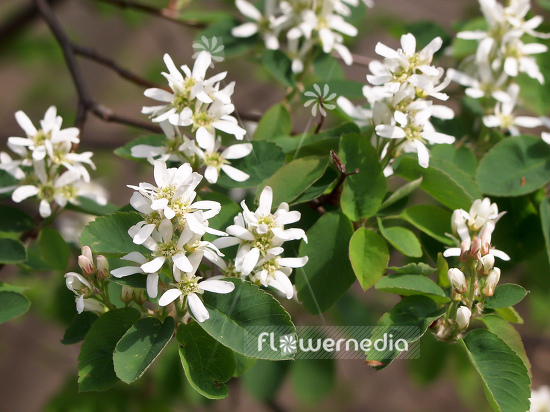 Amelanchier alnifolia - Alder-leaved serviceberry (100209)