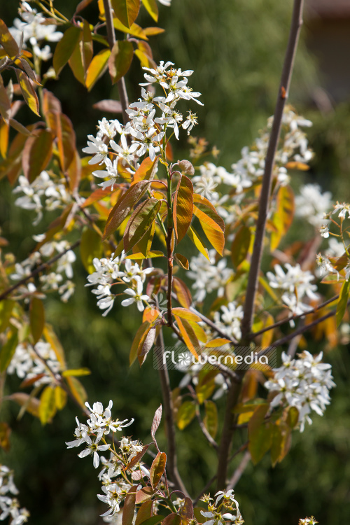 Amelanchier 'Ballerina' - Juneberry (109394)