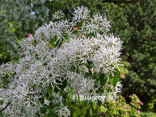 Amelanchier ovalis - Snowy mespilus (108464)