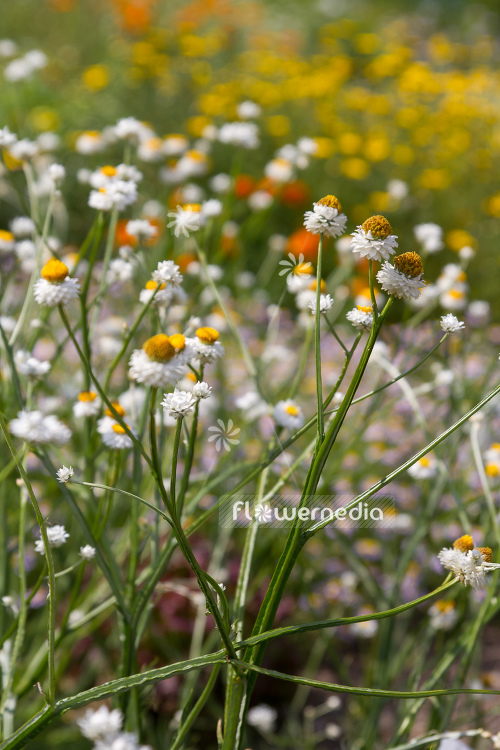 Ammobium alatum - Everlasting sandflower (109115)