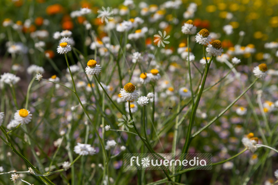 Ammobium alatum - Everlasting sandflower (109116)