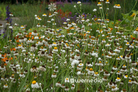 Ammobium alatum - Everlasting sandflower (109117)