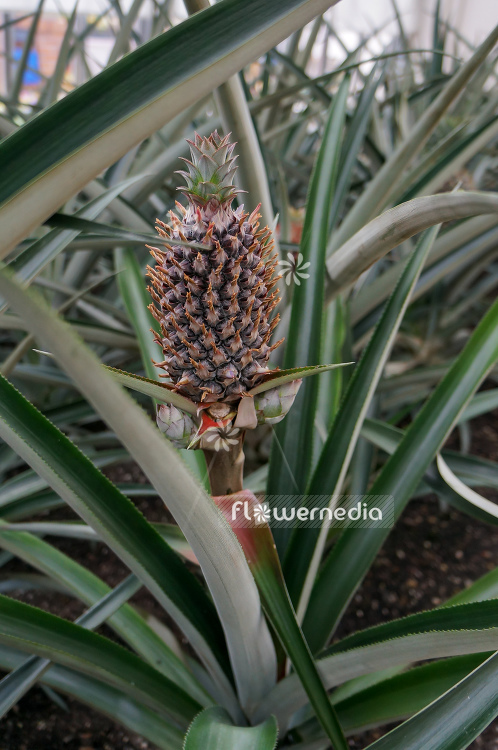 Ananas comosus - Pinapple (109546)