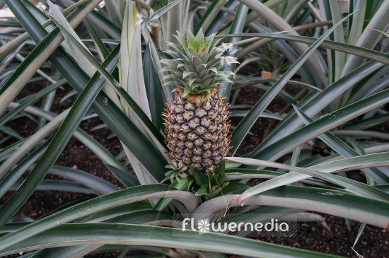 Ananas comosus - Pinapple (109548)