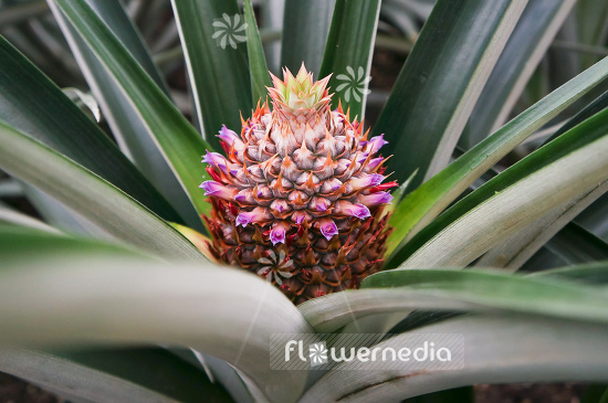 Ananas comosus - Pinapple (109549)