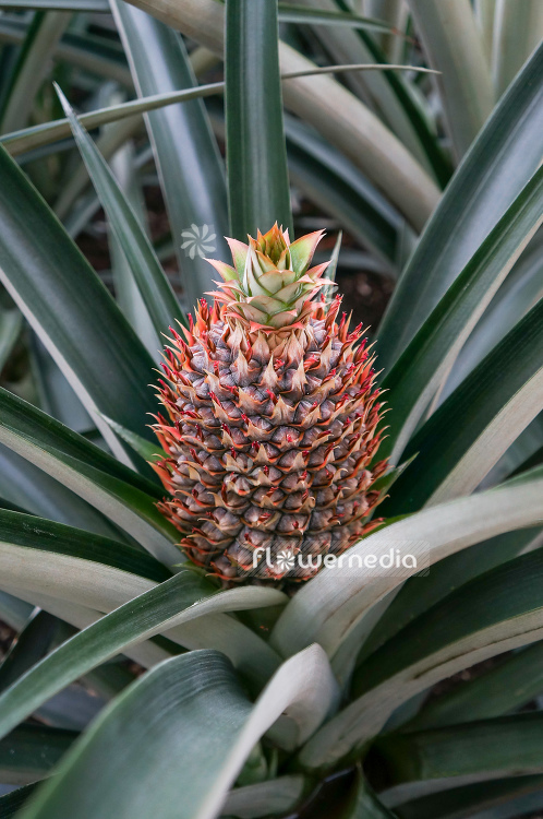 Ananas comosus - Pinapple (109550)