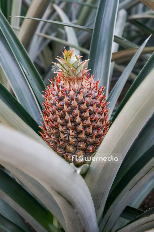 Ananas comosus - Pinapple (109551)