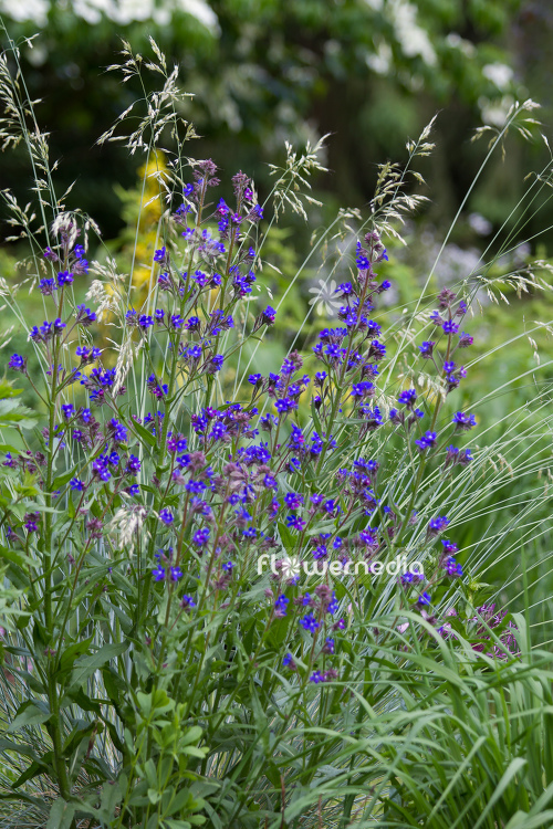 Anchusa azurea - Garden anchusa (109181)