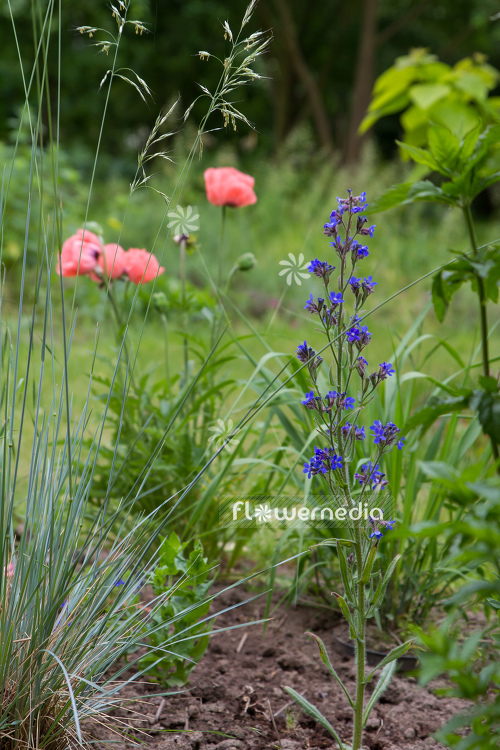 Anchusa azurea - Garden anchusa (109183)