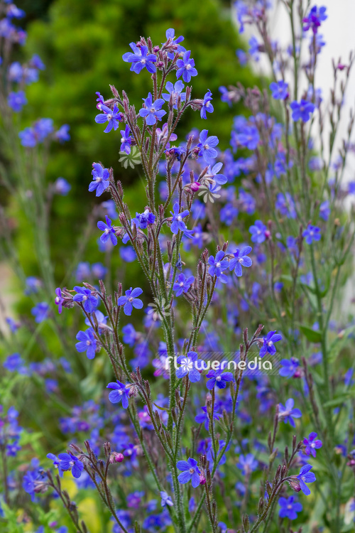 Anchusa azurea 'Dropmore' - Bugloss Dropmore (109186)