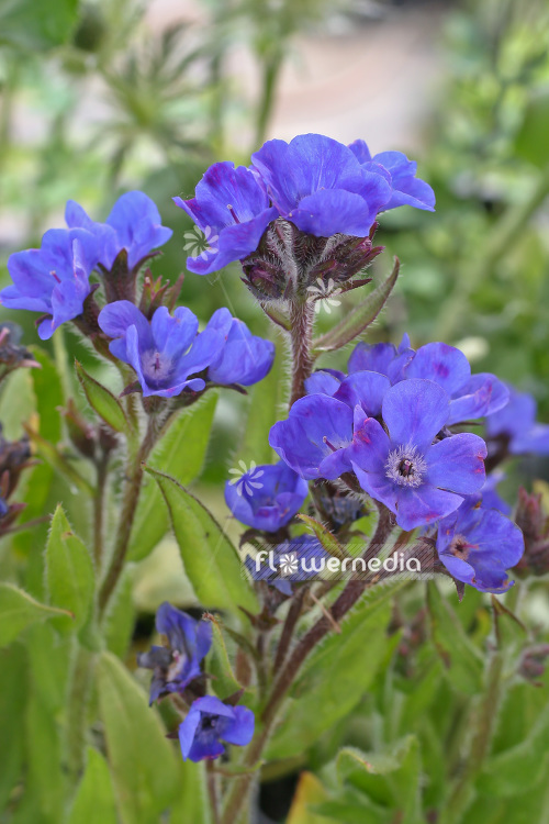 Anchusa azurea 'Loddon Royalist' - Bugloss Loddon Royalist (102403)