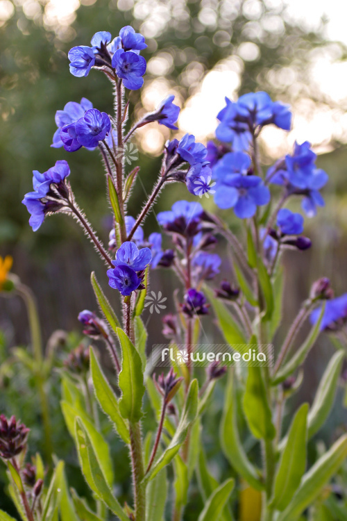 Anchusa azurea 'Loddon Royalist' - Bugloss Loddon Royalist (105260)