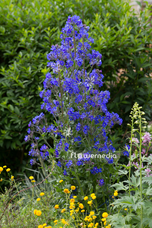 Anchusa azurea 'Loddon Royalist' - Bugloss Loddon Royalist (109187)