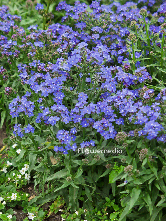 Anchusa capensis 'Blauer Troll' - Cape alkanet (108471)