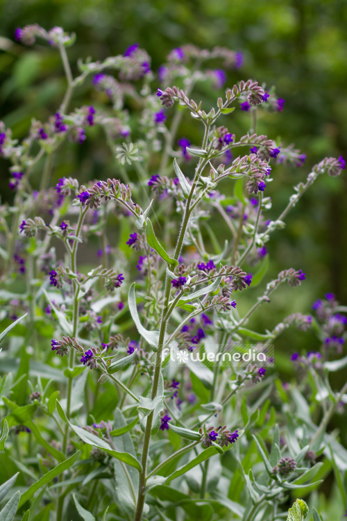 Anchusa officinalis - Bugloss (109193)