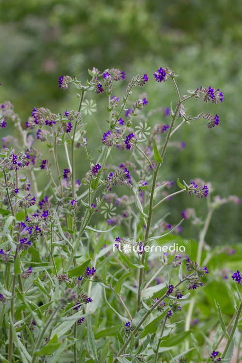 Anchusa officinalis - Bugloss (109194)