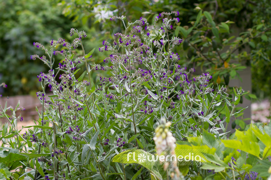 Anchusa officinalis - Bugloss (109195)