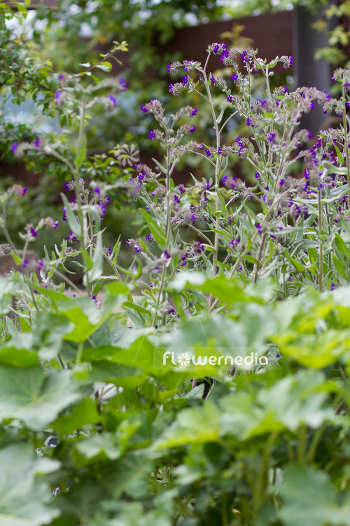 Anchusa officinalis - Bugloss (109556)