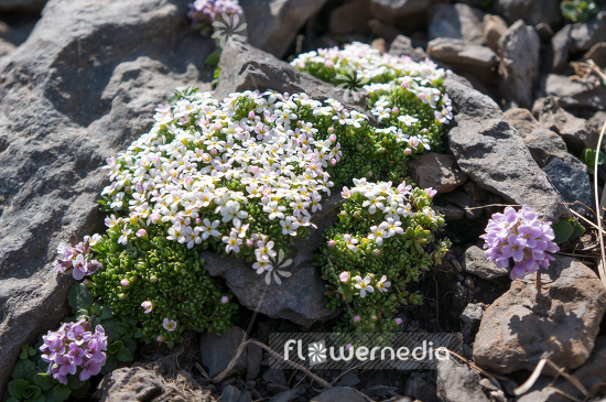 Androsace cylindrica ssp. hirtella - Rock jasmine (109203)