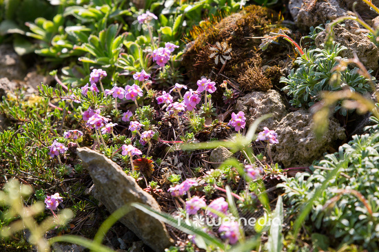 Androsace sempervivoides - Sempervivum-leaved rock jasmine (109207)