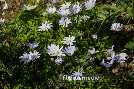 Anemone apennina - Apennine anemone (109218)