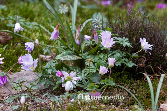 Anemone blanda - Winter windflower | Cultivar (109226)