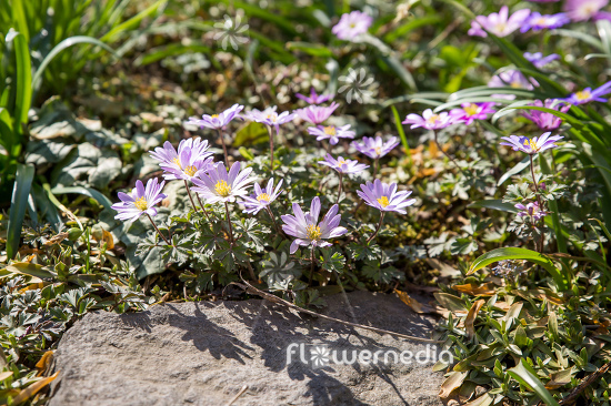Anemone blanda - Winter windflower | Cultivar (112056)