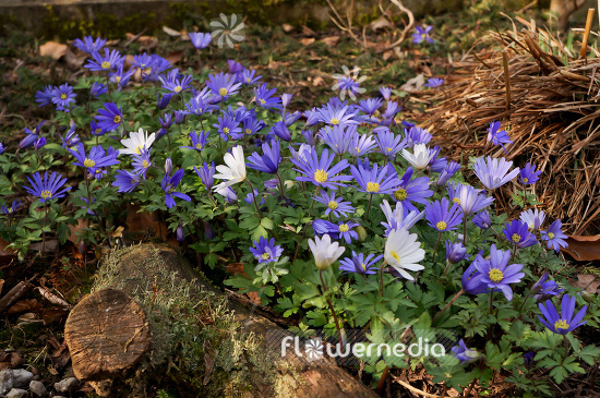 Anemone blanda - Winter windflower (102420)