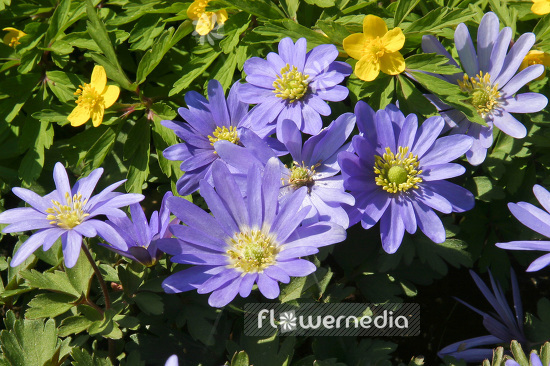 Anemone blanda - Winter windflower (102422)