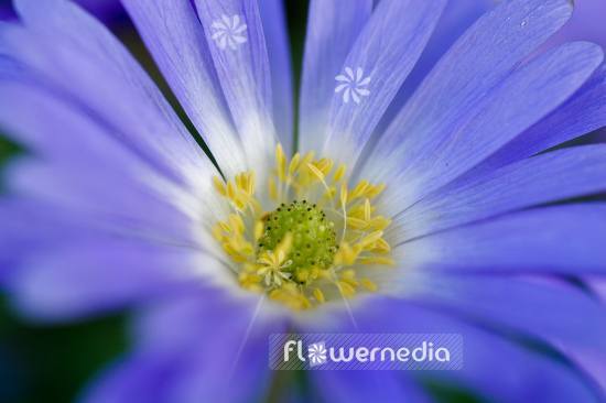 Anemone blanda - Winter windflower (105263)